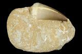 Mosasaur (Prognathodon) Tooth In Rock - Morocco #179327-1